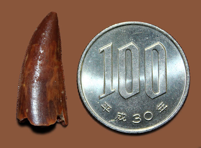 白亜紀の北アフリカにも棲息していたアベリサウルス科の恐竜ルゴプス(Rugops sp.)の歯化石(その11)