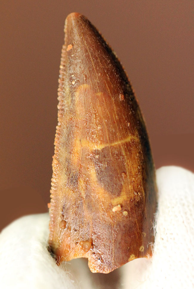 白亜紀の北アフリカにも棲息していたアベリサウルス科の恐竜ルゴプス(Rugops sp.)の歯化石(その2)