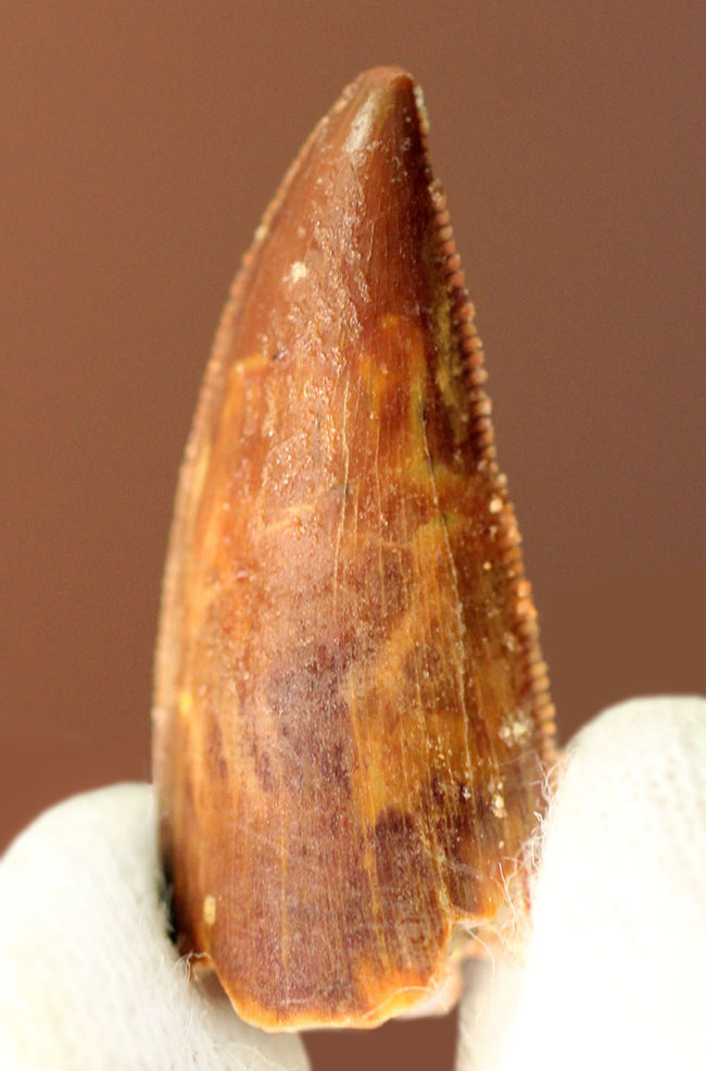 白亜紀の北アフリカにも棲息していたアベリサウルス科の恐竜ルゴプス(Rugops sp.)の歯化石(その3)