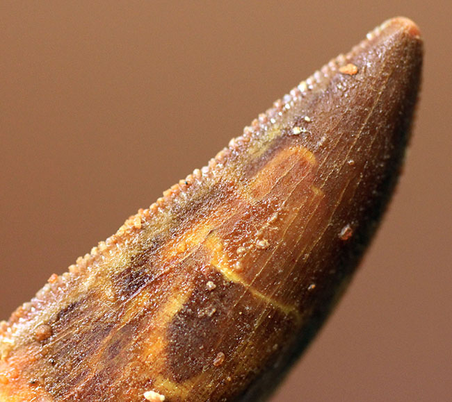 白亜紀の北アフリカにも棲息していたアベリサウルス科の恐竜ルゴプス(Rugops sp.)の歯化石(その4)