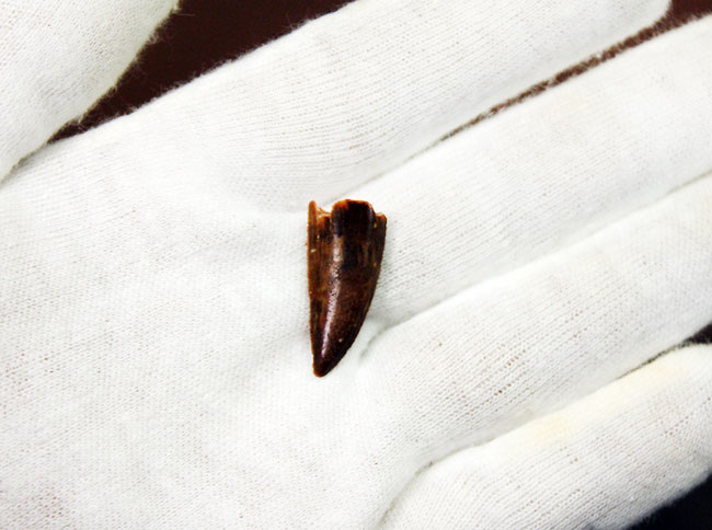 白亜紀の北アフリカにも棲息していたアベリサウルス科の恐竜ルゴプス(Rugops sp.)の歯化石(その5)