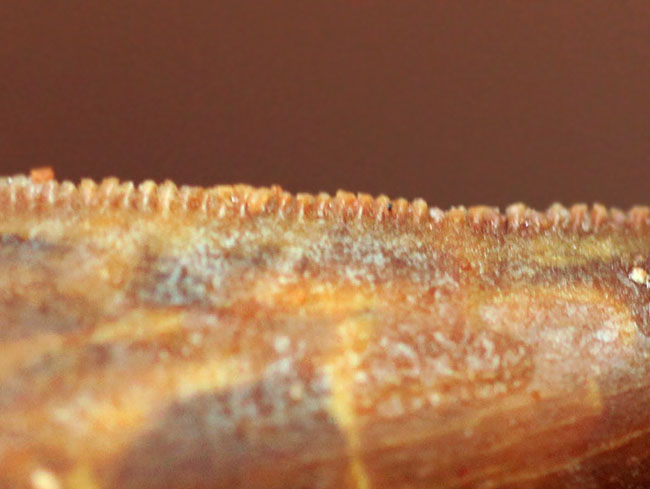 白亜紀の北アフリカにも棲息していたアベリサウルス科の恐竜ルゴプス(Rugops sp.)の歯化石(その7)