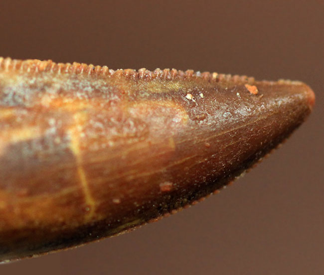 白亜紀の北アフリカにも棲息していたアベリサウルス科の恐竜ルゴプス(Rugops sp.)の歯化石(その8)
