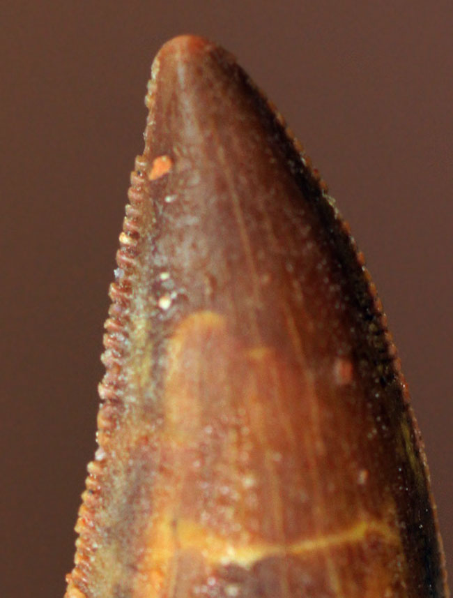 白亜紀の北アフリカにも棲息していたアベリサウルス科の恐竜ルゴプス(Rugops sp.)の歯化石(その9)