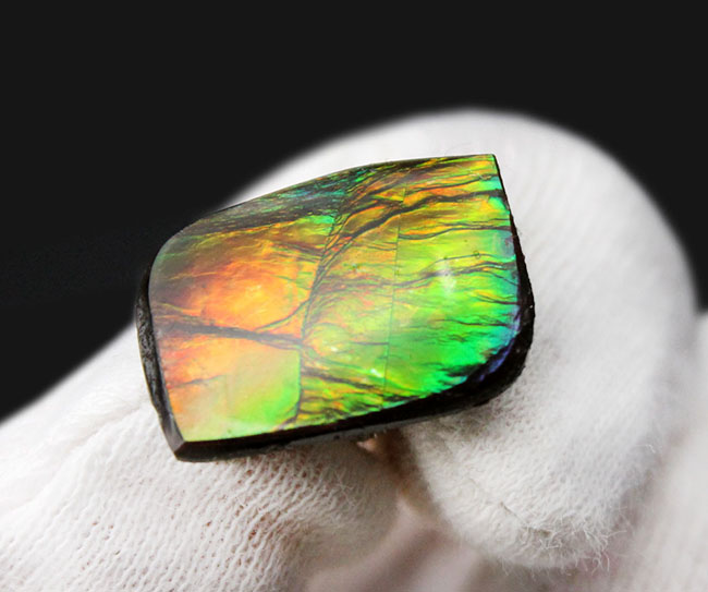 青から赤まで様々な色を呈する美しいカナダ産のアンモライト（Ammolite）を使ったピンブローチ。プラセンチセラス科のアンモナイトの殻の化石（その2）