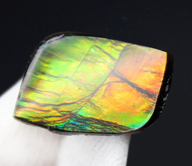 青から赤まで様々な色を呈する美しいカナダ産のアンモライト（Ammolite）を使ったピンブローチ。プラセンチセラス科のアンモナイトの殻の化石（その3）