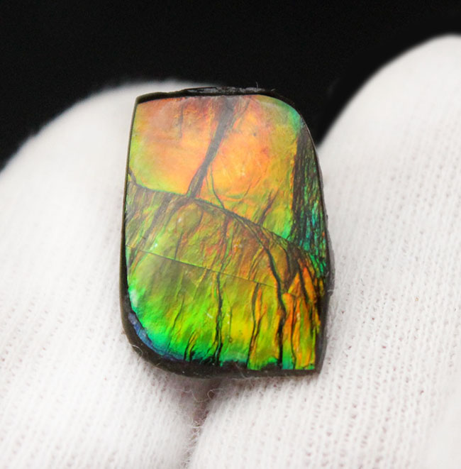 青から赤まで様々な色を呈する美しいカナダ産のアンモライト（Ammolite）を使ったピンブローチ。プラセンチセラス科のアンモナイトの殻の化石（その5）