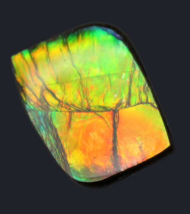 青から赤まで様々な色を呈する美しいカナダ産のアンモライト（Ammolite）を使ったピンブローチ。プラセンチセラス科のアンモナイトの殻の化石（その6）