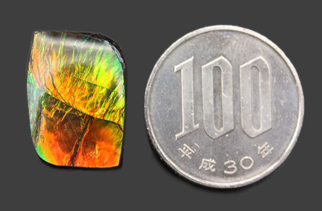 青から赤まで様々な色を呈する美しいカナダ産のアンモライト（Ammolite）を使ったピンブローチ。プラセンチセラス科のアンモナイトの殻の化石（その7）