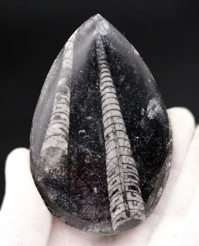 古生代を代表する頭足類の一つ、直角貝ことオルソセラス（Orthoceras）の化石。複数体、確認できます。（その1）