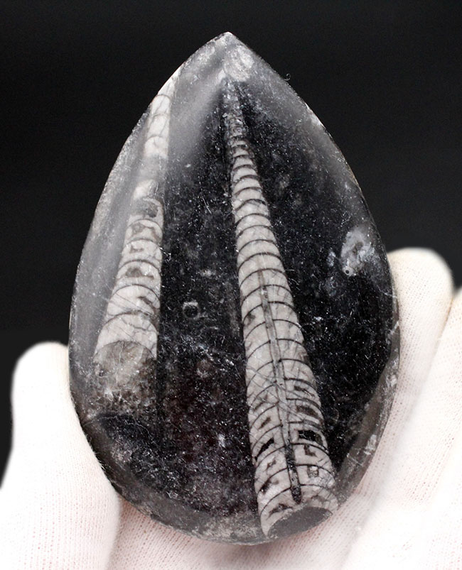 古生代を代表する頭足類の一つ、直角貝ことオルソセラス(Orthoceras)の化石。複数体、確認できます。(その1)