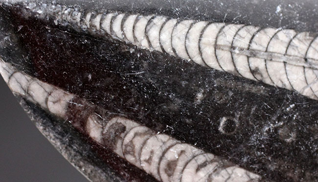 古生代を代表する頭足類の一つ、直角貝ことオルソセラス(Orthoceras)の化石。複数体、確認できます。(その2)