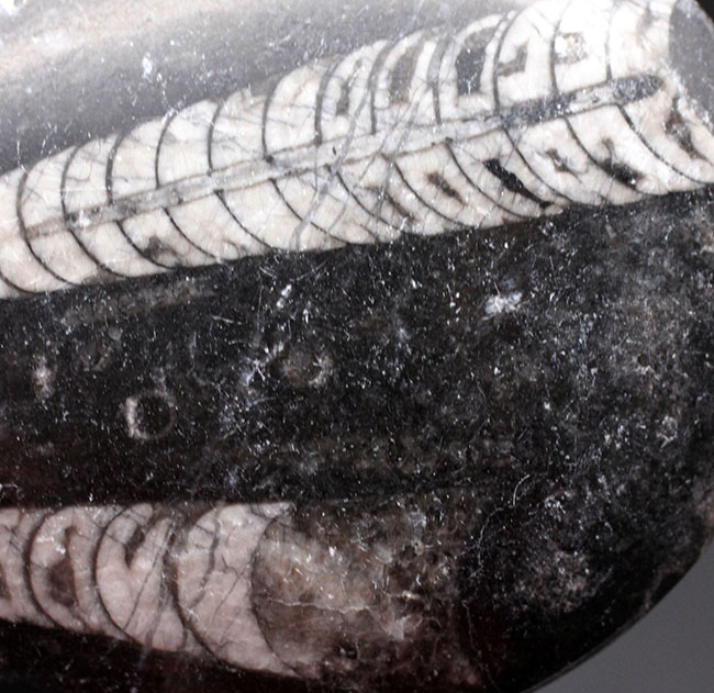 古生代を代表する頭足類の一つ、直角貝ことオルソセラス（Orthoceras）の化石。複数体、確認できます。（その3）