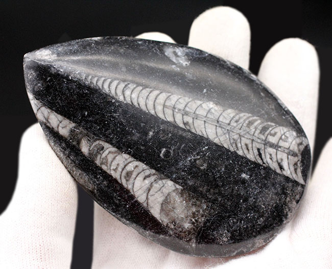 古生代を代表する頭足類の一つ、直角貝ことオルソセラス(Orthoceras)の化石。複数体、確認できます。(その4)