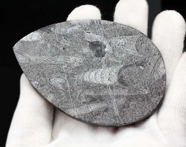古生代を代表する頭足類の一つ、直角貝ことオルソセラス（Orthoceras）の化石。複数体、確認できます。（その5）