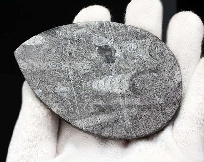 古生代を代表する頭足類の一つ、直角貝ことオルソセラス(Orthoceras)の化石。複数体、確認できます。(その5)