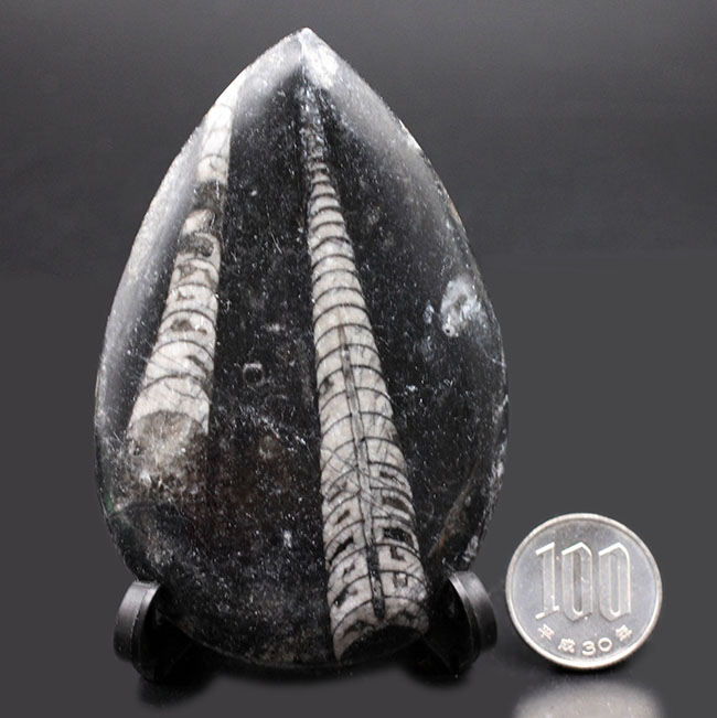 古生代を代表する頭足類の一つ、直角貝ことオルソセラス（Orthoceras）の化石。複数体、確認できます。（その6）