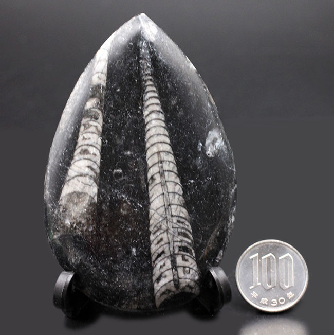 古生代を代表する頭足類の一つ、直角貝ことオルソセラス(Orthoceras)の化石。複数体、確認できます。(その6)