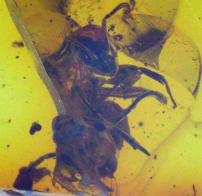 およそ4000万年前のアリと目が合います!透明度の高いバルト海産琥珀(Amber)(その1)