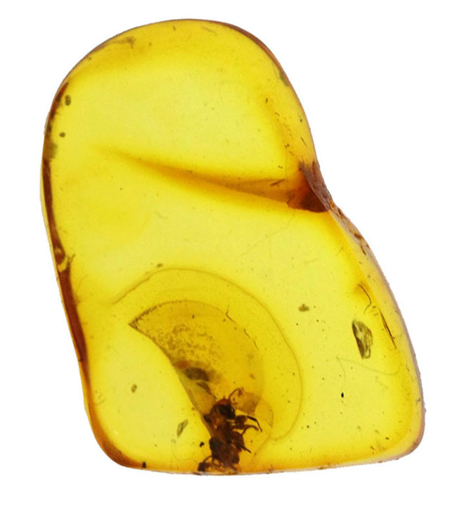 およそ4000万年前のアリと目が合います!透明度の高いバルト海産琥珀(Amber)(その2)