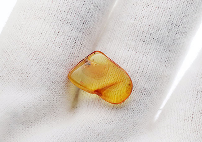 およそ４０００万年前のアリと目が合います！透明度の高いバルト海産琥珀（Amber）（その3）