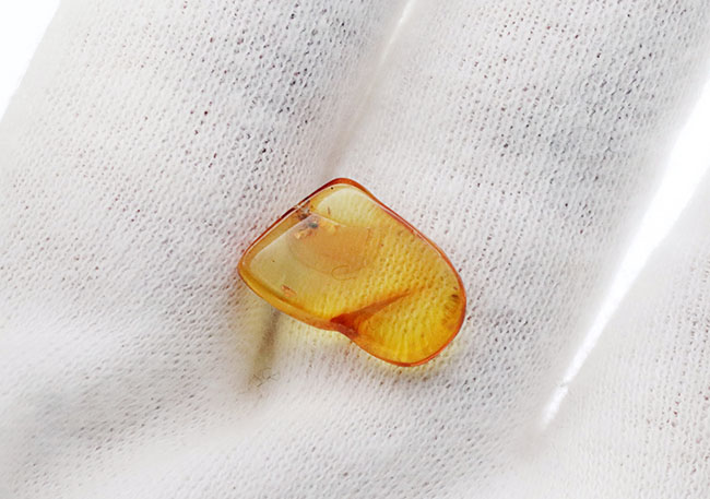 およそ4000万年前のアリと目が合います!透明度の高いバルト海産琥珀(Amber)(その3)