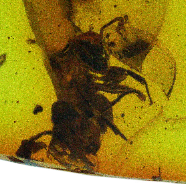 およそ4000万年前のアリと目が合います!透明度の高いバルト海産琥珀(Amber)(その4)