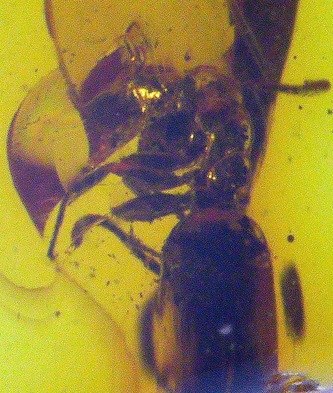 およそ4000万年前のアリと目が合います!透明度の高いバルト海産琥珀(Amber)(その5)