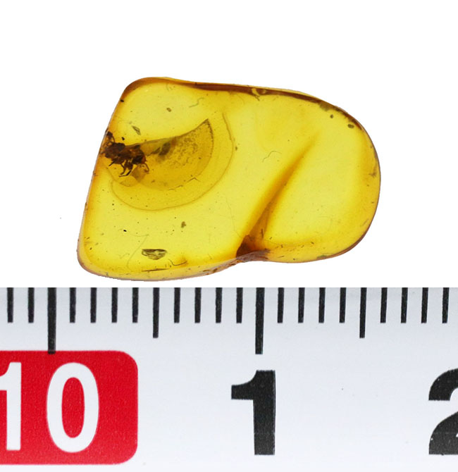 およそ4000万年前のアリと目が合います!透明度の高いバルト海産琥珀(Amber)(その6)