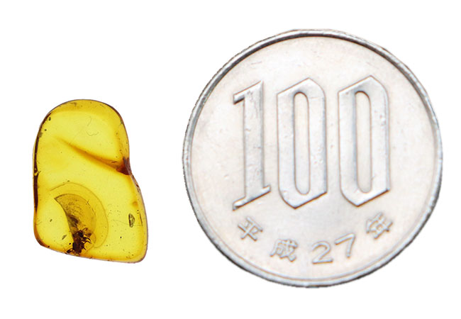 およそ４０００万年前のアリと目が合います！透明度の高いバルト海産琥珀（Amber）（その7）