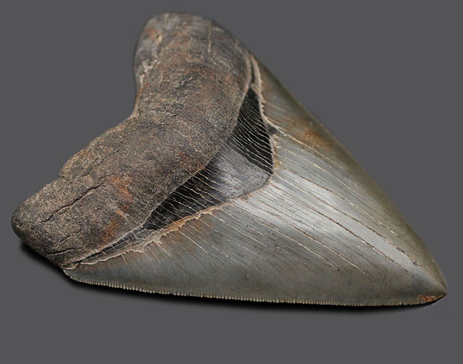 ベリーナチュラル！セレーションが完全保存！左右対称！、三拍子揃った１２センチオーバーのメガロドン（Carcharodon megalodon）の歯化石（その8）