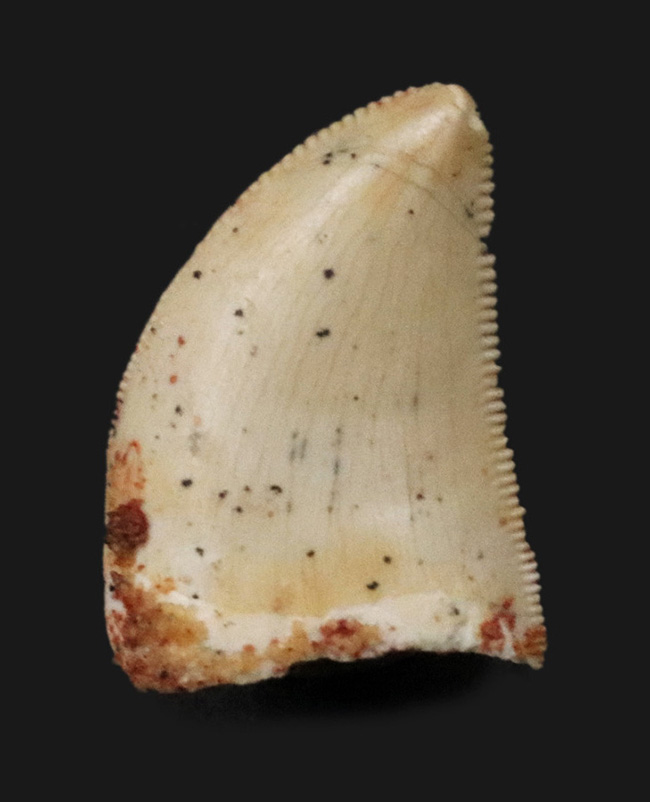 人気！珍しい幅広の美品！モロッコで発見された小型獣脚類、ラプトル（Raptor）の仲間の歯化石（その1）