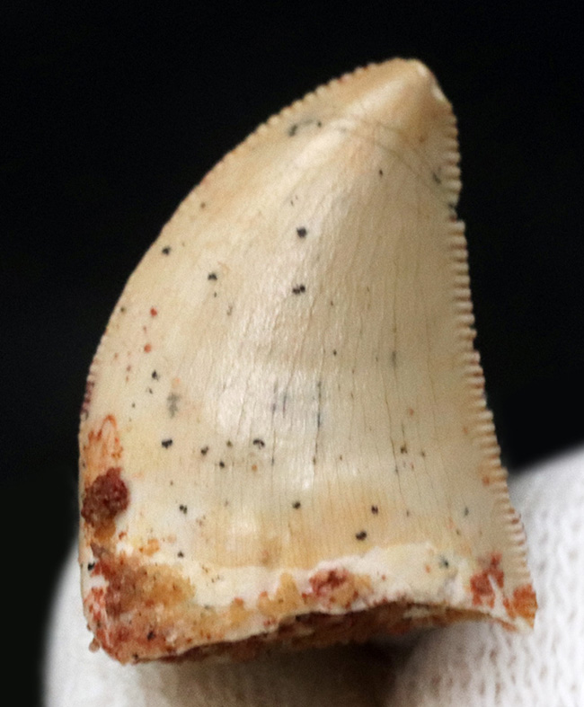 人気！珍しい幅広の美品！モロッコで発見された小型獣脚類、ラプトル（Raptor）の仲間の歯化石（その2）