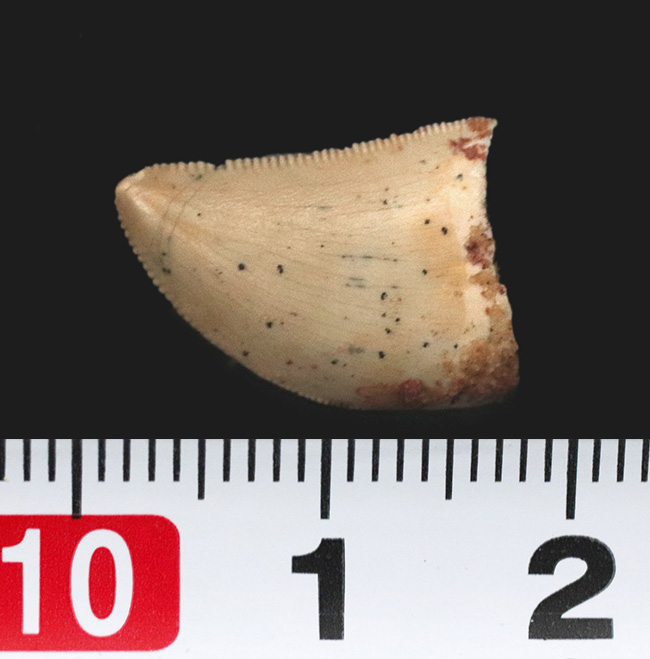 人気！珍しい幅広の美品！モロッコで発見された小型獣脚類、ラプトル（Raptor）の仲間の歯化石（その9）