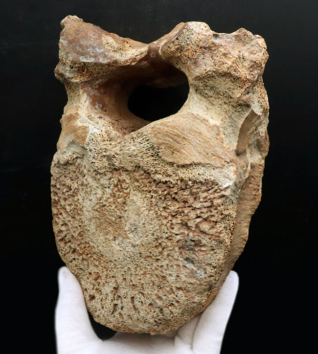 凄まじい存在感！ケナガマンモス（Mammuthus primigenius）の巨大な脊椎骨の化石（その10）