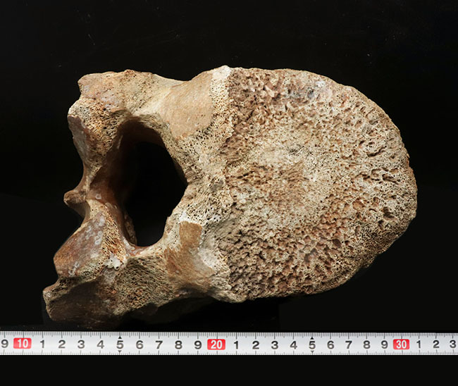 凄まじい存在感！ケナガマンモス（Mammuthus primigenius）の巨大な脊椎骨の化石（その11）