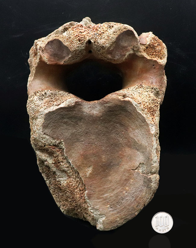 凄まじい存在感！ケナガマンモス（Mammuthus primigenius）の巨大な脊椎骨の化石（その12）