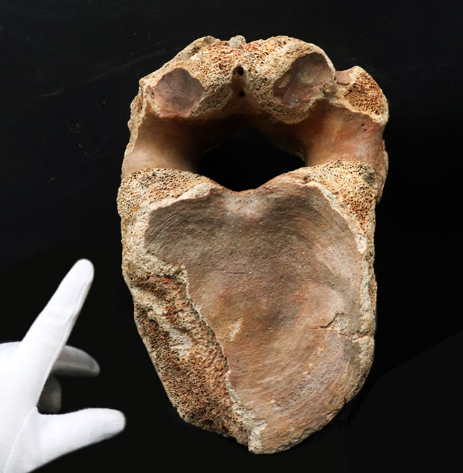 凄まじい存在感！ケナガマンモス（Mammuthus primigenius）の巨大な脊椎骨の化石（その2）