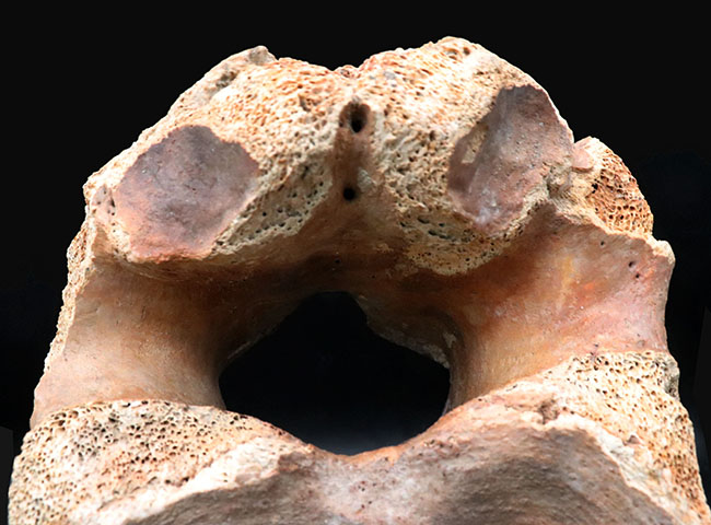 凄まじい存在感！ケナガマンモス（Mammuthus primigenius）の巨大な脊椎骨の化石（その3）