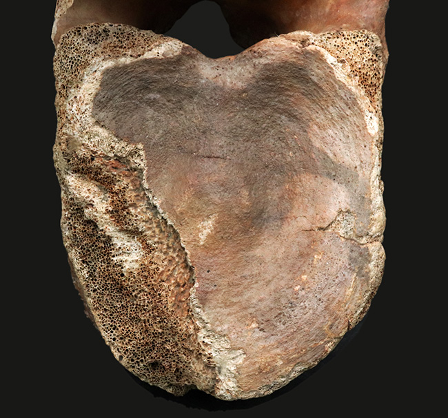 凄まじい存在感！ケナガマンモス（Mammuthus primigenius）の巨大な脊椎骨の化石（その4）