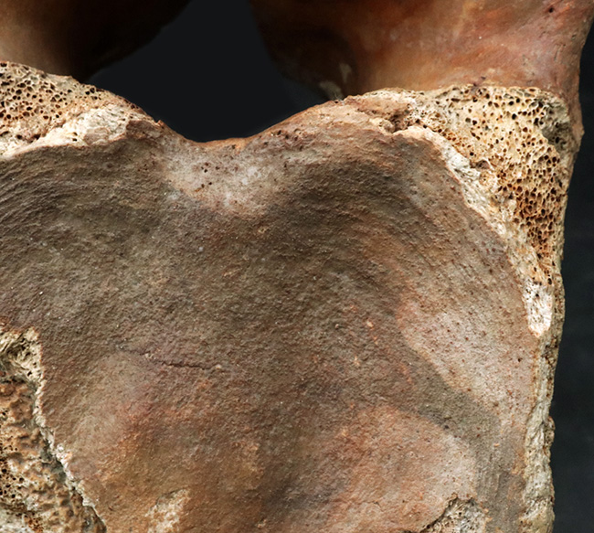 凄まじい存在感！ケナガマンモス（Mammuthus primigenius）の巨大な脊椎骨の化石（その5）