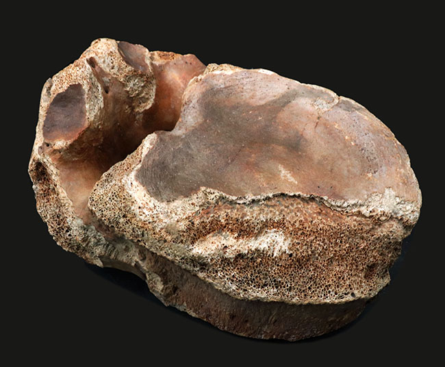凄まじい存在感！ケナガマンモス（Mammuthus primigenius）の巨大な脊椎骨の化石（その6）