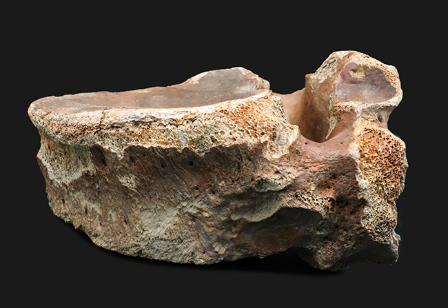 凄まじい存在感！ケナガマンモス（Mammuthus primigenius）の巨大な脊椎骨の化石（その8）
