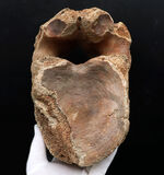 凄まじい存在感！ケナガマンモス（Mammuthus primigenius）の巨大な脊椎骨の化石