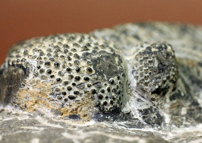 まっすぐに伸びたポーズが印象的な１５ｃｍを超える巨大なデボン紀の三葉虫、ドロトプス・メガロマニクス（Drotops megalomanicus）（その10）