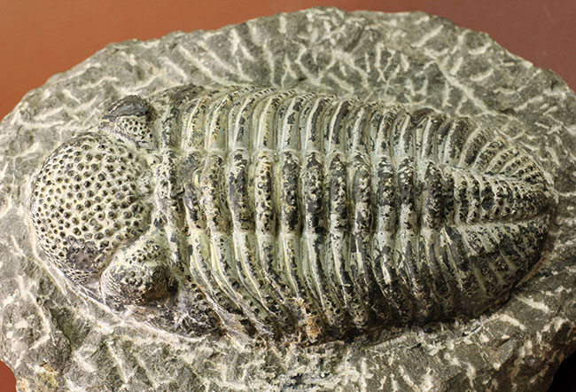 まっすぐに伸びたポーズが印象的な１５ｃｍを超える巨大なデボン紀の三葉虫、ドロトプス・メガロマニクス（Drotops megalomanicus）（その12）
