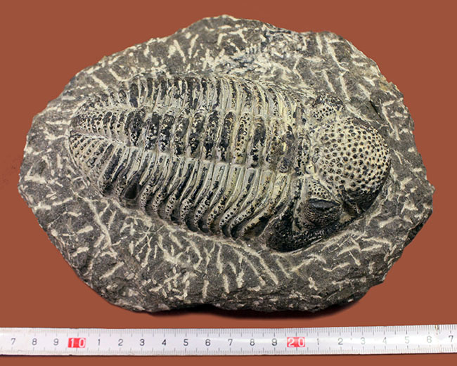 まっすぐに伸びたポーズが印象的な15cmを超える巨大なデボン紀の三