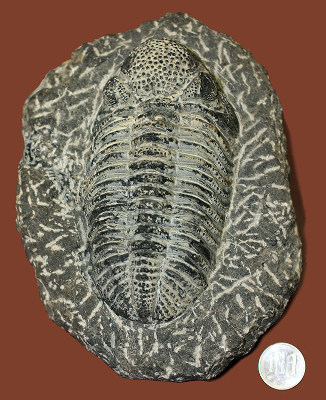 まっすぐに伸びたポーズが印象的な１５ｃｍを超える巨大なデボン紀の三葉虫、ドロトプス・メガロマニクス（Drotops megalomanicus）（その19）