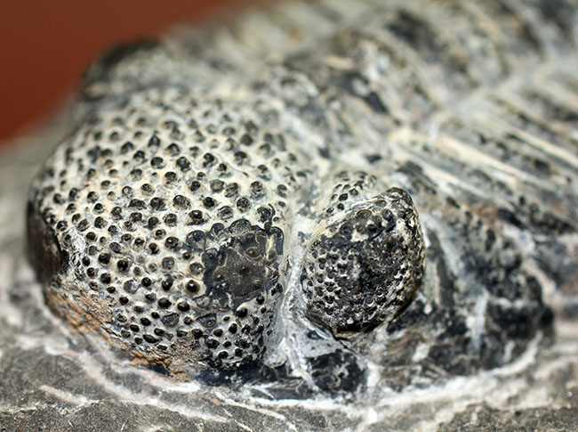 まっすぐに伸びたポーズが印象的な１５ｃｍを超える巨大なデボン紀の三葉虫、ドロトプス・メガロマニクス（Drotops megalomanicus）（その4）