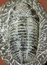 まっすぐに伸びたポーズが印象的な１５ｃｍを超える巨大なデボン紀の三葉虫、ドロトプス・メガロマニクス（Drotops megalomanicus）